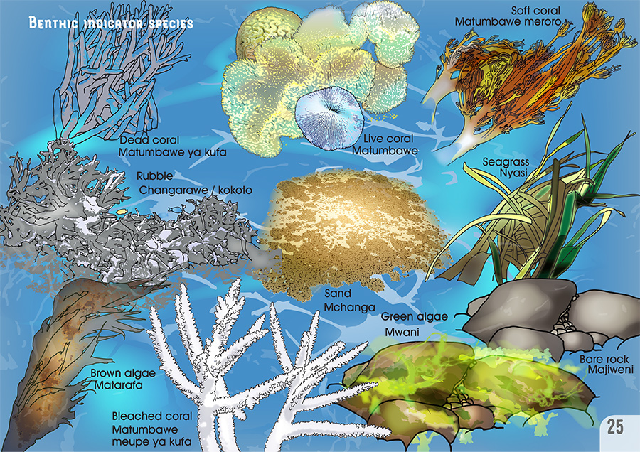 Coral Reef Monitoring